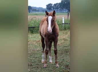 American Quarter Horse, Mare, Foal (03/2026), 14.2 hh, Chestnut-Red
