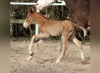 American Quarter Horse, Mare, Foal (03/2026), 14.2 hh, Chestnut-Red