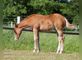 American Quarter Horse, Mare, Foal (03/2026), 14.2 hh, Chestnut-Red