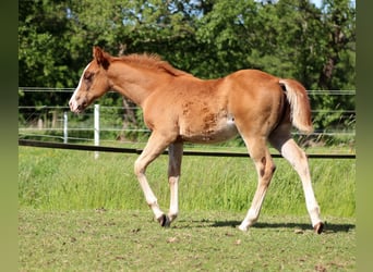 American Quarter Horse, Mare, Foal (03/2026), 14.2 hh, Chestnut-Red