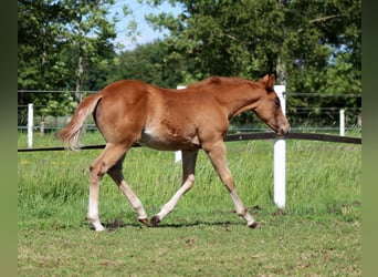 American Quarter Horse, Mare, Foal (03/2026), 14.2 hh, Chestnut-Red