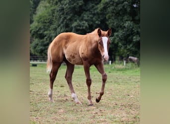 American Quarter Horse, Mare, Foal (03/2026), 14.2 hh, Chestnut-Red