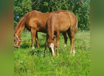 American Quarter Horse, Mare, Foal (06/2023), 14.2 hh, Chestnut-Red