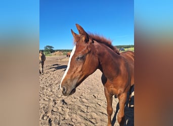 American Quarter Horse, Mare, Foal (06/2023), 14.2 hh, Chestnut-Red