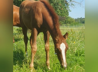 American Quarter Horse, Mare, Foal (06/2023), 14.2 hh, Chestnut-Red