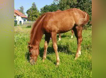 American Quarter Horse, Mare, Foal (06/2023), 14.2 hh, Chestnut-Red