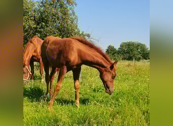 American Quarter Horse, Mare, Foal (06/2023), 14.2 hh, Chestnut-Red