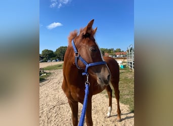 American Quarter Horse, Mare, Foal (06/2023), 14.2 hh, Chestnut-Red