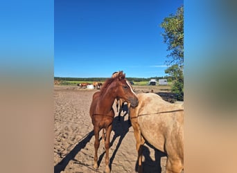 American Quarter Horse, Mare, Foal (06/2023), 14.2 hh, Chestnut-Red