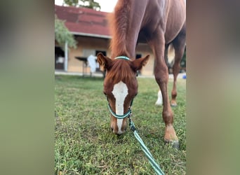American Quarter Horse, Mare, Foal (06/2023), 14.2 hh, Chestnut-Red