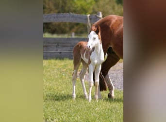 American Quarter Horse, Mare, Foal (04/2024), 14.2 hh, Chestnut-Red