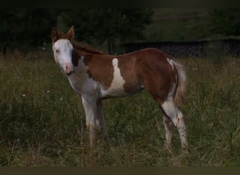 American Quarter Horse, Mare, Foal (04/2024), 14.2 hh, Chestnut-Red