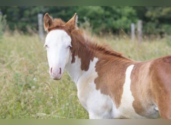 American Quarter Horse, Mare, Foal (04/2024), 14.2 hh, Chestnut-Red