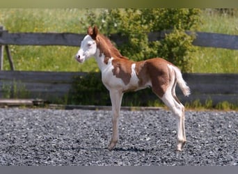 American Quarter Horse, Mare, Foal (04/2024), 14,2 hh, Chestnut-Red