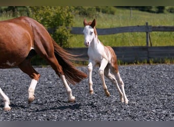 American Quarter Horse, Mare, Foal (04/2024), 14.2 hh, Chestnut-Red