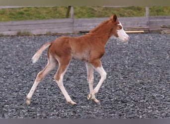 American Quarter Horse, Mare, Foal (03/2024), 14.2 hh, Chestnut-Red