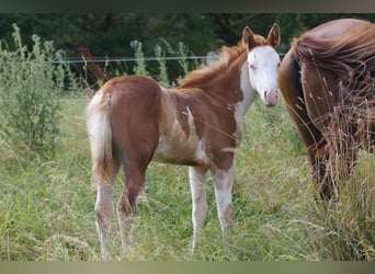 American Quarter Horse, Mare, Foal (04/2024), 14.2 hh, Chestnut-Red