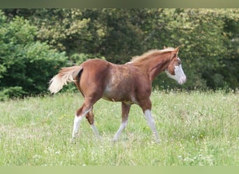 American Quarter Horse, Mare, Foal (03/2024), 14.2 hh, Chestnut-Red