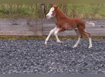 American Quarter Horse, Mare, Foal (03/2024), 14.2 hh, Chestnut-Red