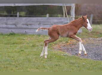 American Quarter Horse, Mare, Foal (03/2024), 14,2 hh, Chestnut-Red