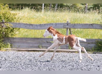 American Quarter Horse, Mare, Foal (04/2024), 14,2 hh, Chestnut-Red