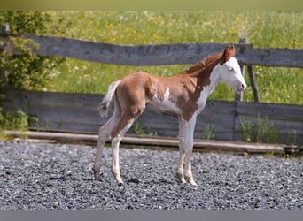 American Quarter Horse, Mare, Foal (04/2024), 14,2 hh, Chestnut-Red