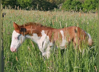 American Quarter Horse, Mare, Foal (04/2024), 14,2 hh, Chestnut-Red