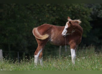 American Quarter Horse, Mare, Foal (03/2024), 14.2 hh, Chestnut-Red