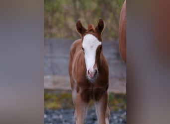 American Quarter Horse, Mare, Foal (03/2024), 14,2 hh, Chestnut-Red