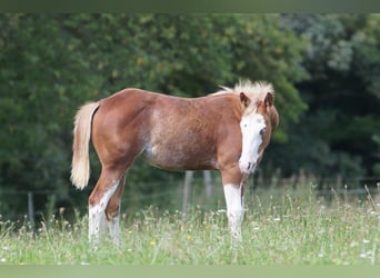 American Quarter Horse, Mare, Foal (03/2024), 14.2 hh, Chestnut-Red