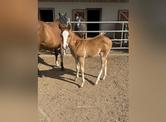 American Quarter Horse, Mare, Foal (05/2026), 14.2 hh, Chestnut-Red