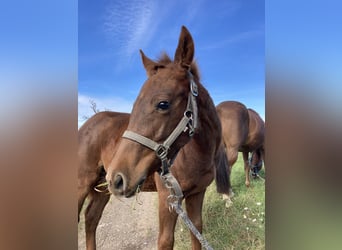 American Quarter Horse, Mare, Foal (04/2023), 14.2 hh, Chestnut-Red