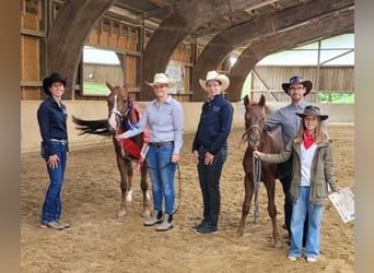 American Quarter Horse, Mare, Foal (04/2023), 14.2 hh, Chestnut-Red