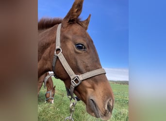 American Quarter Horse, Mare, Foal (04/2023), 14.2 hh, Chestnut-Red