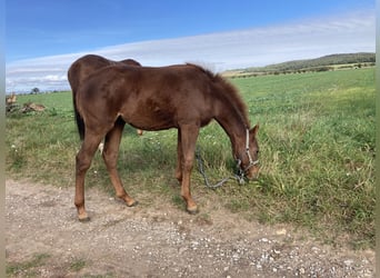 American Quarter Horse, Mare, Foal (04/2023), 14.2 hh, Chestnut-Red