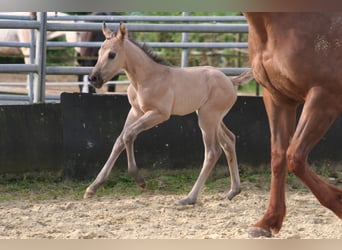 American Quarter Horse, Mare, Foal (04/2024), 14.2 hh, Grullo