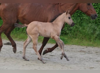 American Quarter Horse, Mare, Foal (04/2024), 14.2 hh, Grullo