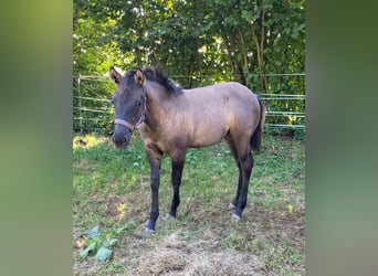 American Quarter Horse, Mare, Foal (04/2024), 14,2 hh, Grullo