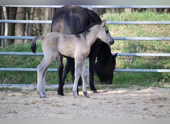 American Quarter Horse, Mare, Foal (01/2026), 14.2 hh, Grullo