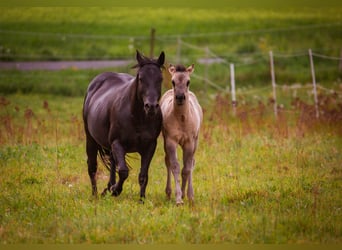 American Quarter Horse, Mare, Foal (01/2026), 14.2 hh, Grullo