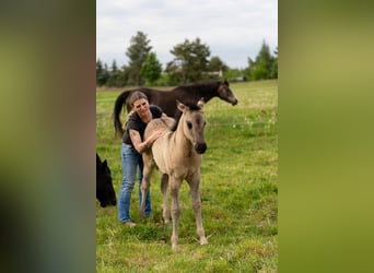 American Quarter Horse, Mare, Foal (01/2026), 14.2 hh, Grullo