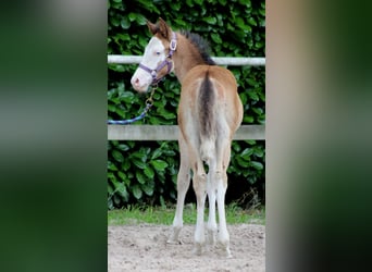 American Quarter Horse, Mare, Foal (04/2024), 14.2 hh, Overo-all-colors