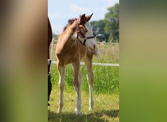 American Quarter Horse, Mare, Foal (04/2024), 14.2 hh, Overo-all-colors