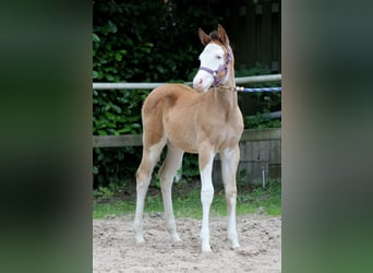 American Quarter Horse, Mare, Foal (04/2024), 14.2 hh, Overo-all-colors