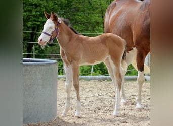 American Quarter Horse, Mare, Foal (04/2024), 14.2 hh, Overo-all-colors
