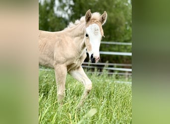 American Quarter Horse, Mare, Foal (04/2024), 14.2 hh, Palomino
