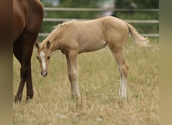 American Quarter Horse, Mare, Foal (04/2026), 14.2 hh, Palomino