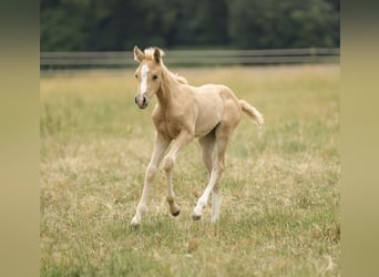 American Quarter Horse, Mare, Foal (04/2026), 14.2 hh, Palomino