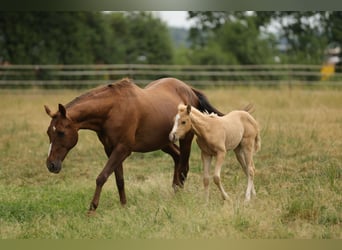 American Quarter Horse, Mare, Foal (04/2026), 14.2 hh, Palomino