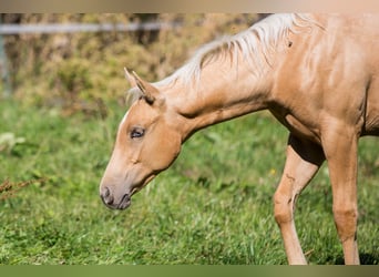 American Quarter Horse, Mare, Foal (05/2026), 14.2 hh, Palomino